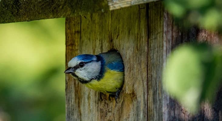 Nichoir 28cm mésange bleue