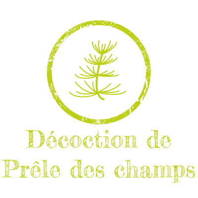 Décoction de Prêle des champs