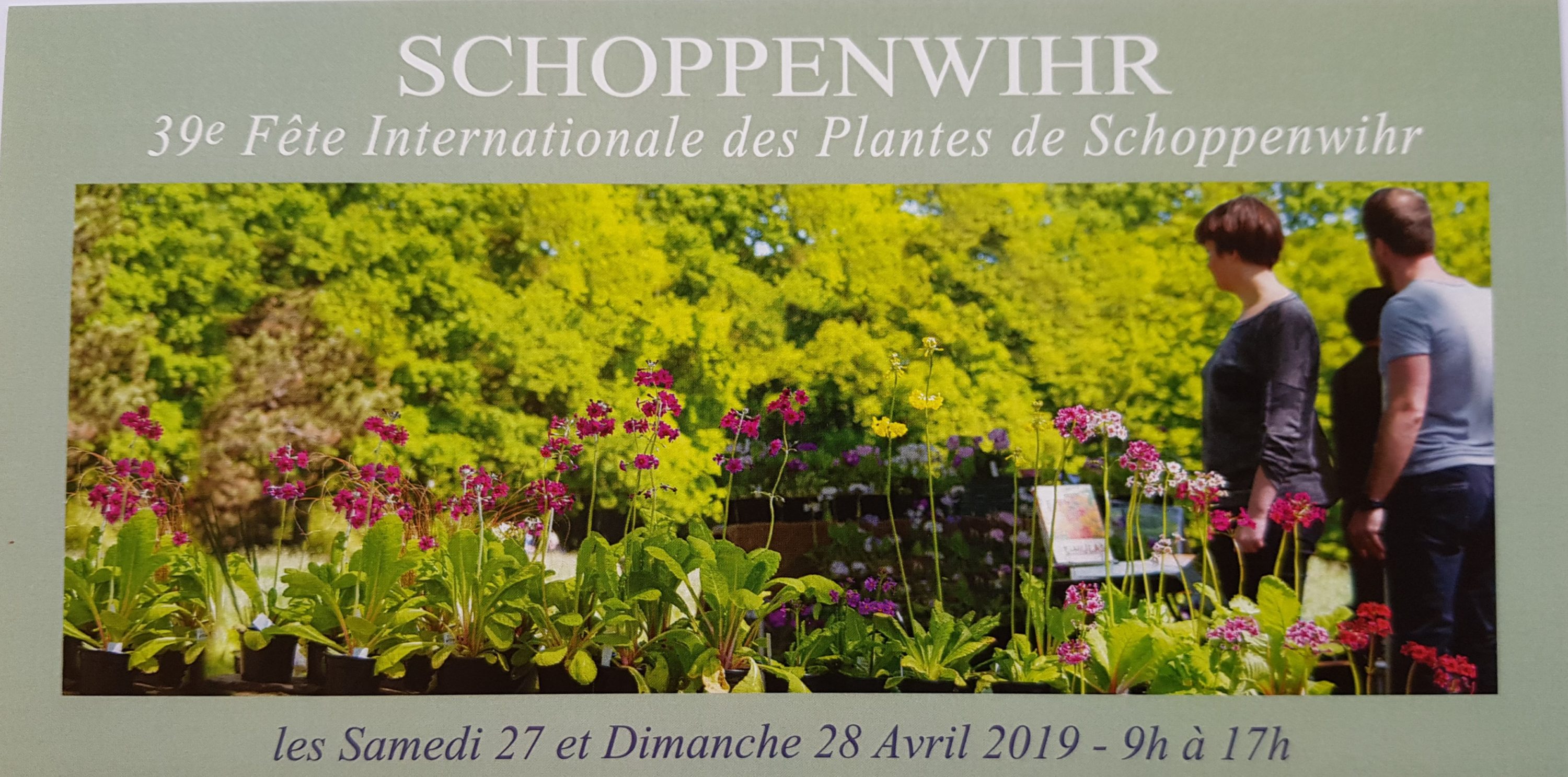 Pyrale du buis 39me Fte Internationale des Plantes de Schoppenwihr