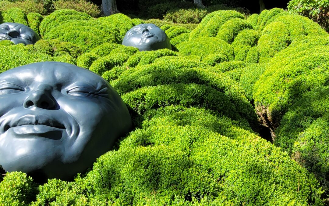 La Pyrale du buis Mars 2026