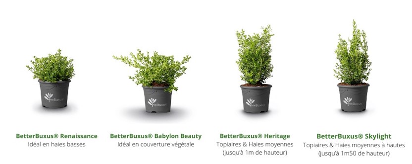 betterbuxus
