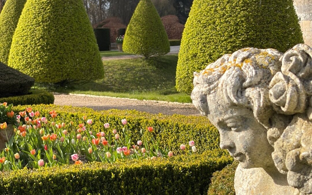 La Pyrale du buis Avril 2026