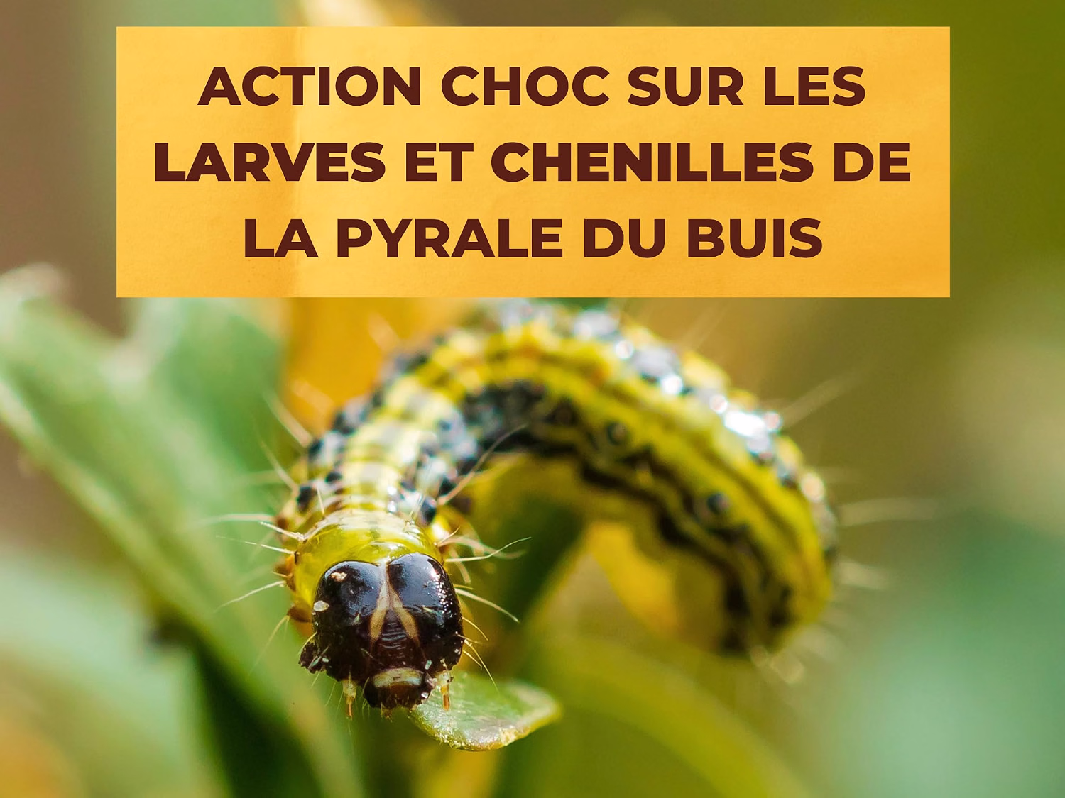 CHENILLE DE LA PDB