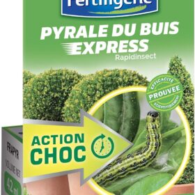 PYRALE DU BUIS EXPRESS